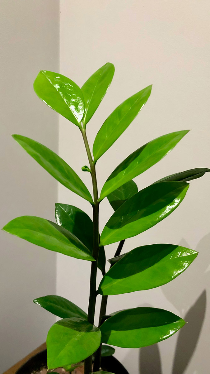 Equity Growth: How One Client Increased Property Value by $200K